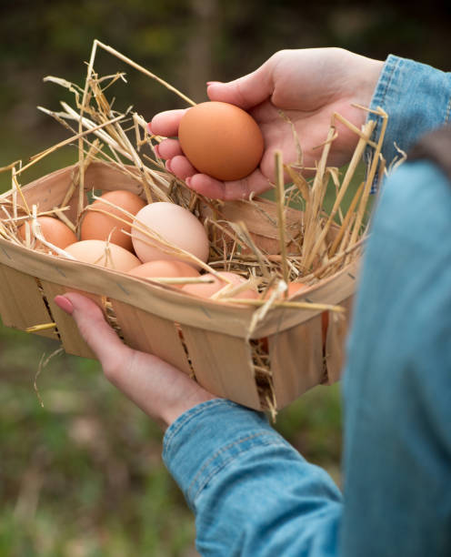 istock A hand holding a fresh hen egg and other eggs in a basket with nest straw, soft focus 821772614