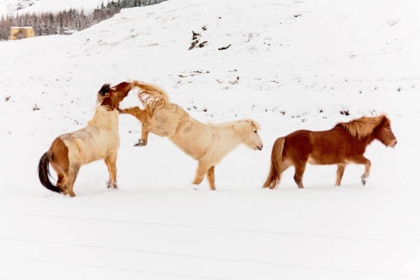 cavalo islandês de verdade durante a neve do inverno - horse iceland winter snow - fotografias e filmes do acervo