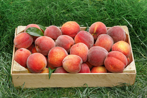 I displayed three sweet delicious peaches and took it.