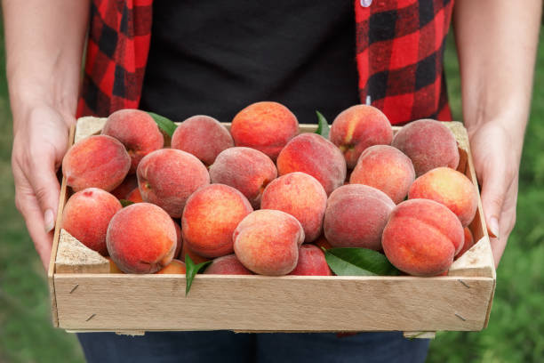 hands holding crate of peaches stock photo