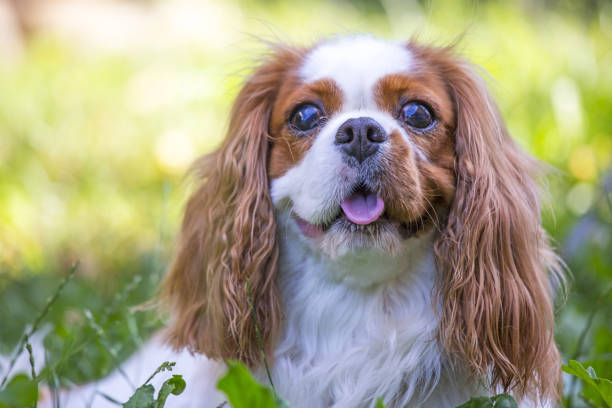 istock Beautiful cavalier king charles spaniel in the grass background 821775724
