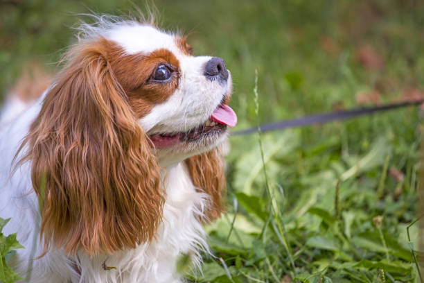 istock Beautiful cavalier king charles spaniel in the grass background 821775776
