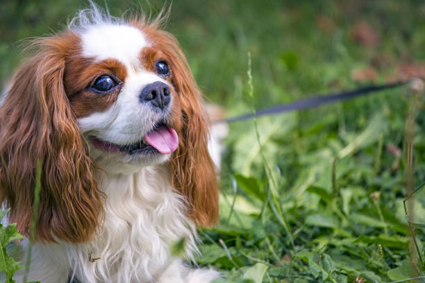 istock Beautiful cavalier king charles spaniel in the grass background 821775816