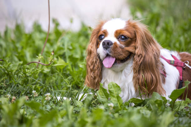 istock Beautiful cavalier king charles spaniel in the grass background 821775904