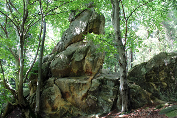 istock big rock like frog in the forest 821778844