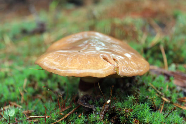istock nice mushrooms of Suillus 821779624