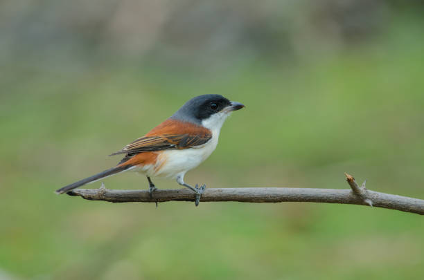 istock Burmese Shrike perching on a branch 821786396