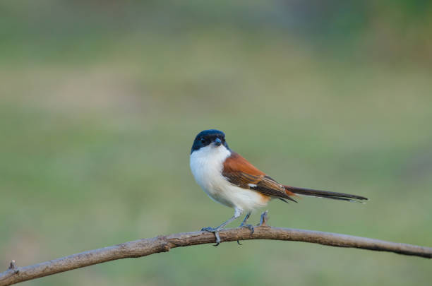 istock Burmese Shrike perching on a branch 821788298