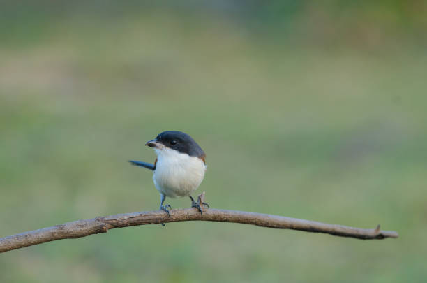 istock Burmese Shrike perching on a branch 821788408