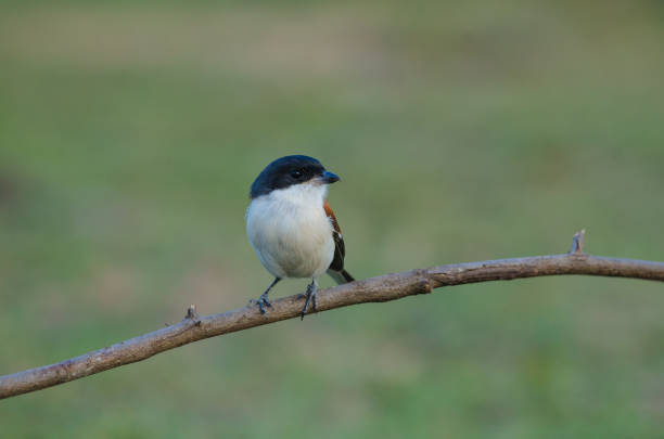 istock Burmese Shrike perching on a branch 821788982