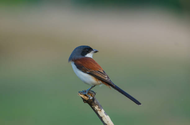 istock Burmese Shrike perching on a branch 821791608