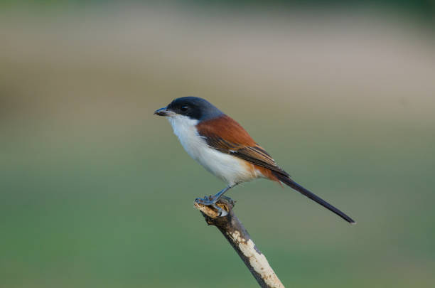 istock Burmese Shrike perching on a branch 821791654