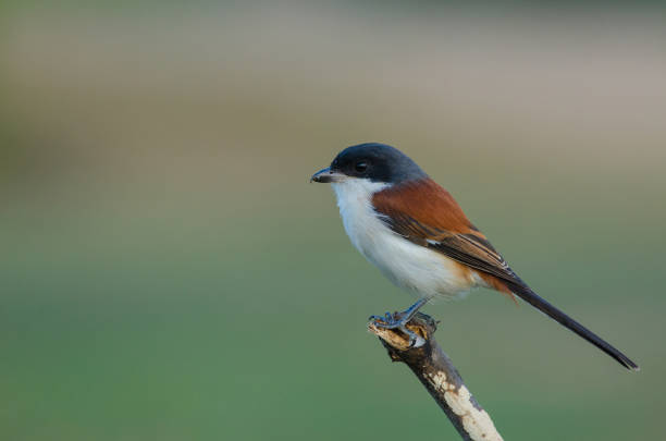 istock Burmese Shrike perching on a branch 821791718