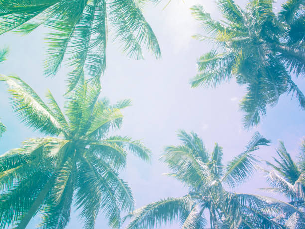 istock Palm tree crowns with green leaves on sunny sky background. Light blue toned photo. 821792132