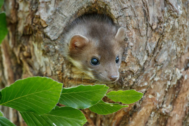 istock Beautiful cute beech marten, forest animal, Martes foina. 821792374