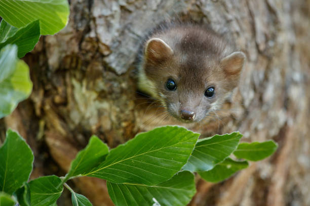 istock Beautiful cute beech marten, forest animal, Martes foina. 821794590
