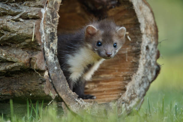 istock Beautiful cute beech marten, forest animal, Martes foina. 821795052