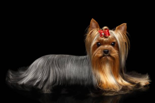 istock Yorkshire Terrier Dog Lying on Black Mirror 821795136