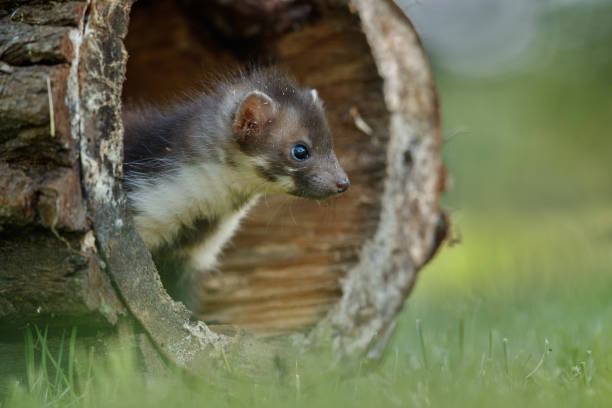 istock Beautiful cute beech marten, forest animal, Martes foina. 821795462