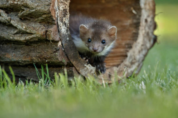 istock Beautiful cute beech marten, forest animal, Martes foina. 821795728