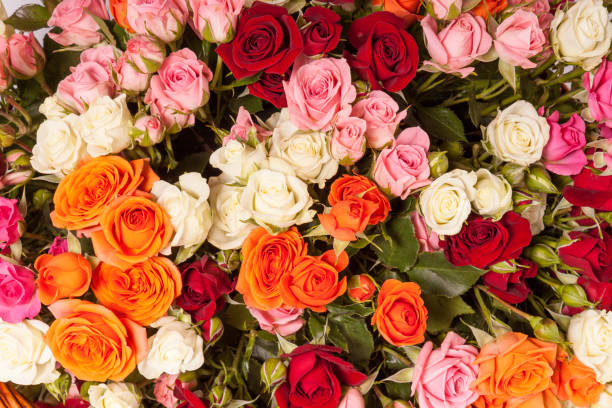 istock Abstract background of flowers Close-up 821799710