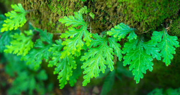 istock Green fern growing on on the rock. 821803708