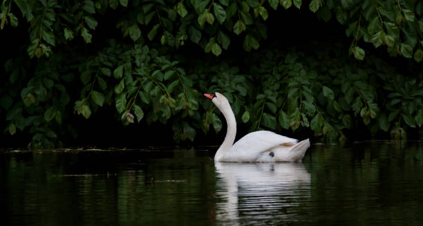 istock White Swan. Beautiful white swan floating on the lake 821804382