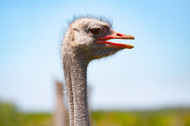 istock Ostrich head close-up at ostrich farm 821804476
