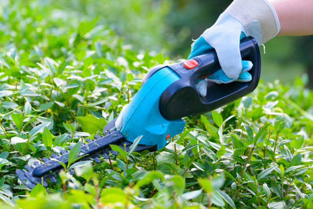istock Hand with garden battery shears 821804586