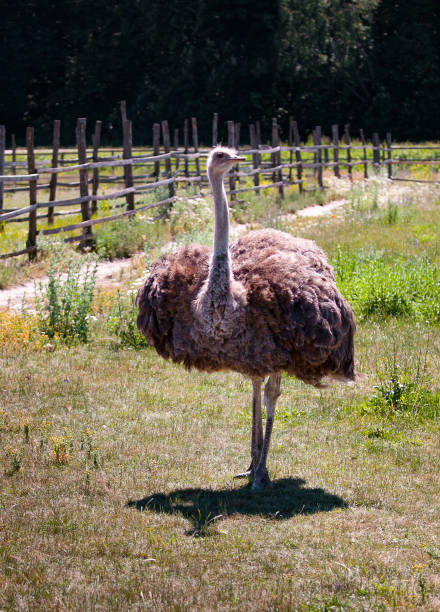 istock ostrich bird in the farm 821804688