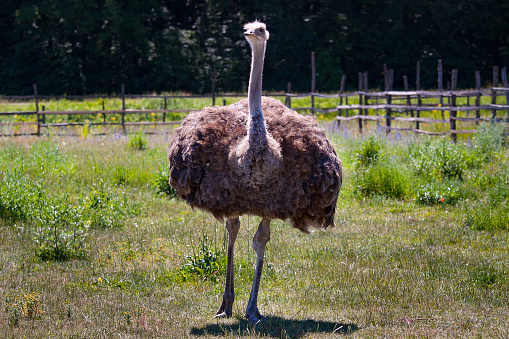 ostrich bird in the farm