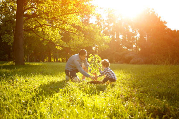 Father and son planting tree Side view of happy man with son planting tree on meadow in back lit. planting photos stock pictures, royalty-free photos & images