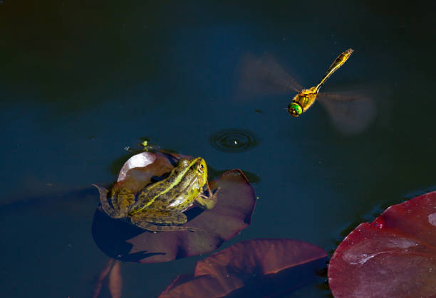 rana a caccia di libellula, fotografia naturalistica - frog catching fly water foto e immagini stock