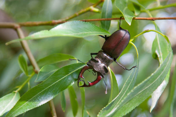 istock stag beetle, Lucanus cervus on oak, on the branches of a willow 821808870