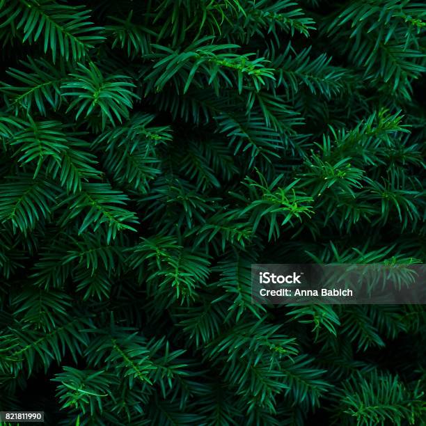 Beautiful Fresh Blue Green Natural Christmas Tree Stock Photo - Download Image Now - Pine Tree, Pine Wood - Material, Christmas Tree