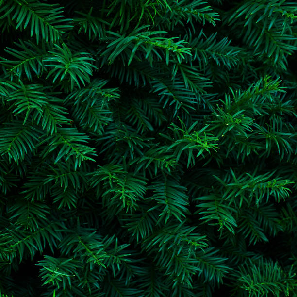 красивая свежая сине-зеленая натуральная елка - хвоя стоковые фото и изображения