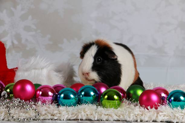 istock weihnachtsmeerschweinchen 821812486