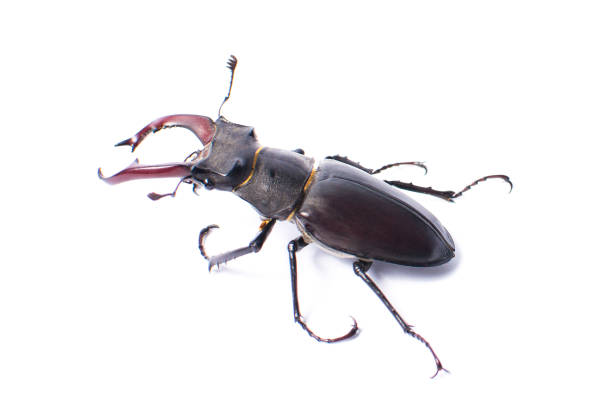 istock Beetle-deer male on white background 821815798