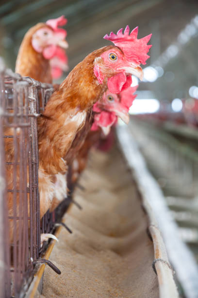 istock Eggs Chickens on the local farm 821816162