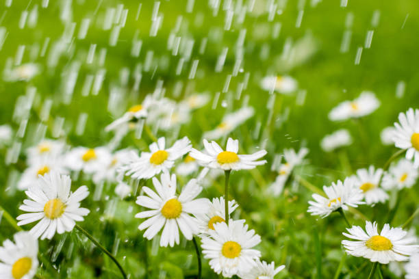 istock Meadow with white flowers under rain in summer time 821816198