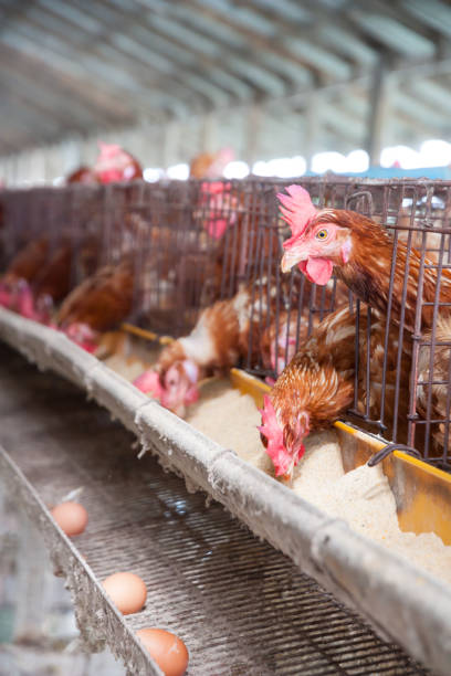 istock Eggs Chickens on the local farm 821816356