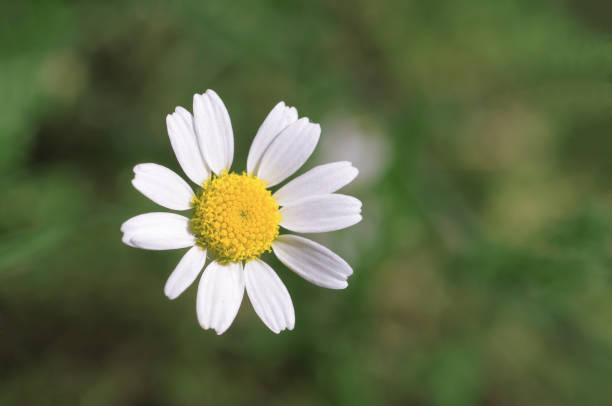 580+ Opening Daisy Flower Stock Photos, Pictures & Royalty-Free