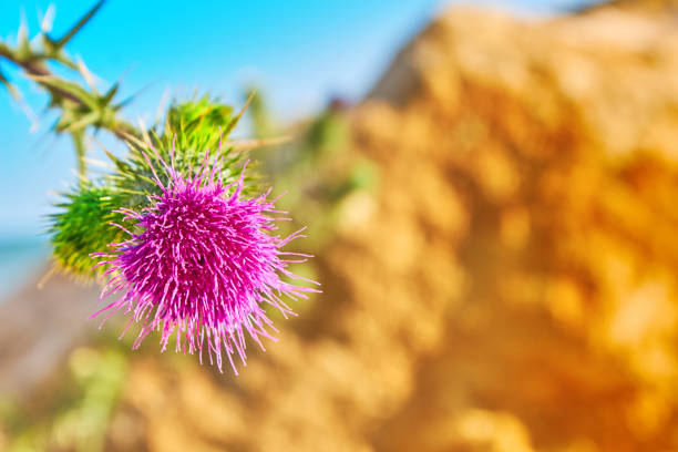 Summer card, beautiful pink spiny plumeless thistle flower