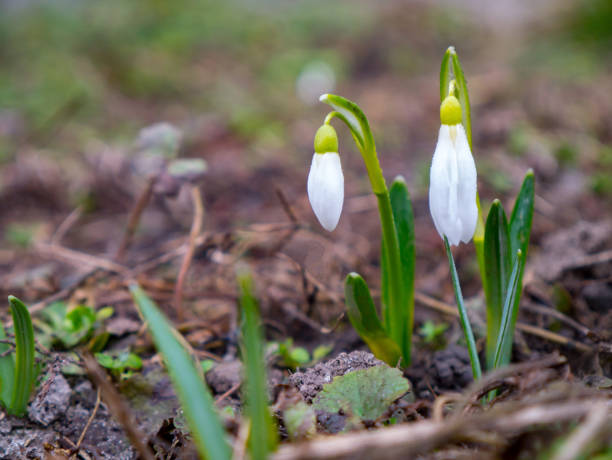 istock Snowdrop flowers blooming in winter 821824228