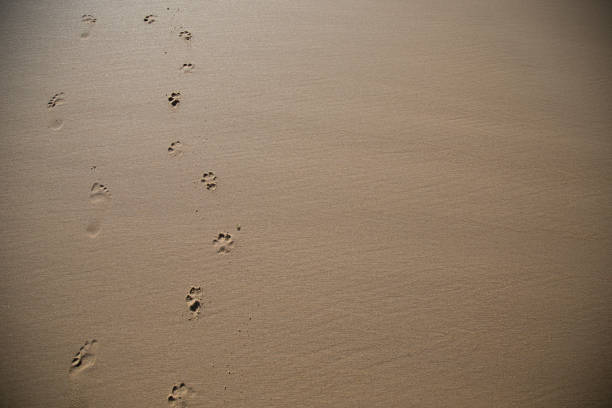 footprints - paw print animal track footprint beach imagens e fotografias de stock