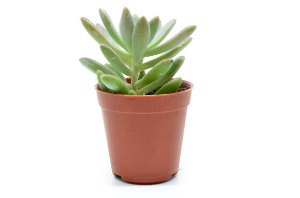 istock Succulent plant in pot 821824344