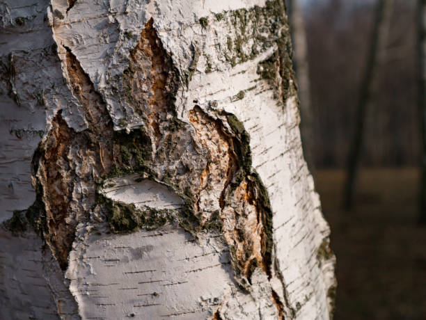 白樺のクローズ アップのトランク - birch tree tree downy birch white ストックフォトと画像