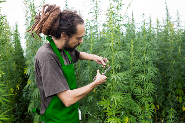 istock Marijuana ,cannabis plants ready for harvest 821832196