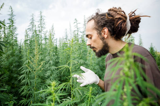 istock Chemical Modification of Hemp plant 821832202