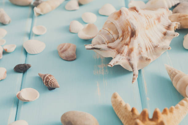 istock Seashells on blue wood, sea vacation background 821833050